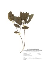 藏品(臺東莢蒾)的圖片